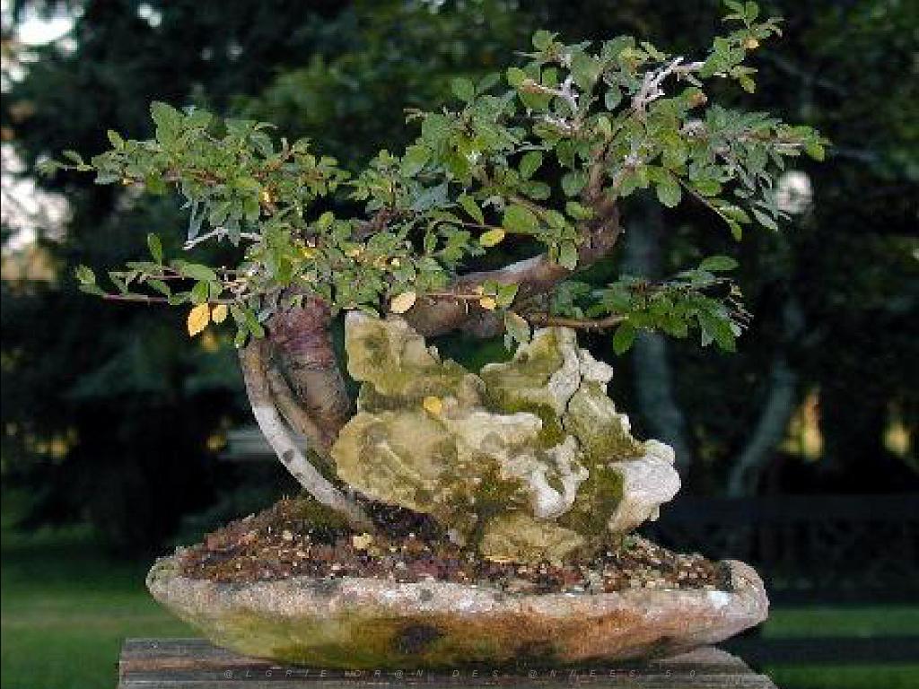 149 BONZAI A MAULEVRIER 2016_000030.jpg